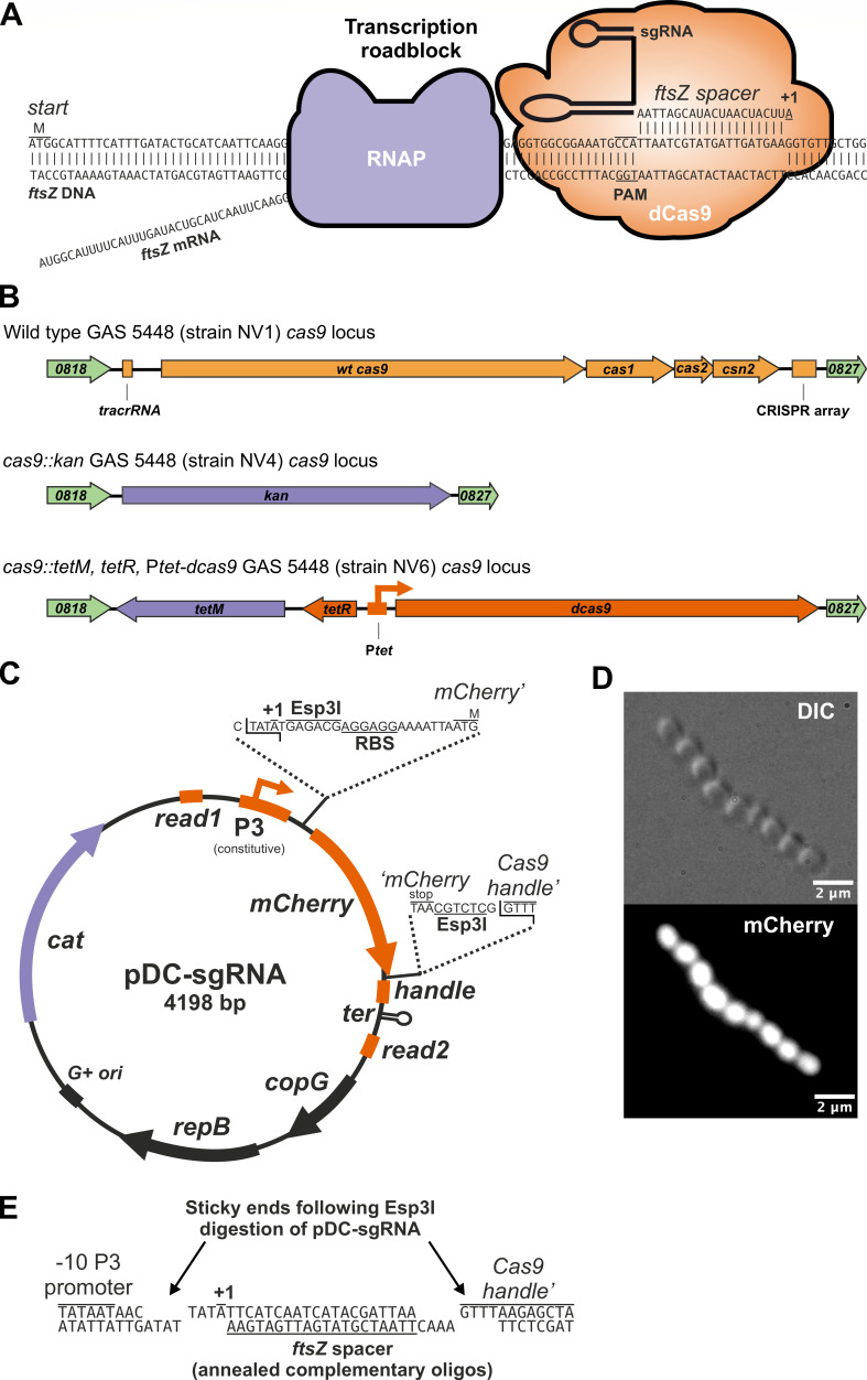 Development of a CRISPRi system for GAS, Ptet-dcas9 gene insertion, sgRNA cloning vector pDC-sgRNA, and insertion of sgRNA spacer sequence into pDC-sgRNA plasmid using oligonucleotides, and micrograph of GAS strain NV9 are featured.