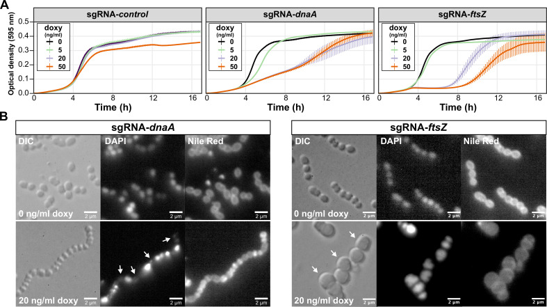 Graphs plot the growth of GAS strains over time in the presence of varying doxycycline concentrations. Micrographs feature GAS strains visualized under a fluorescence microscope after treatment with or without doxycycline.