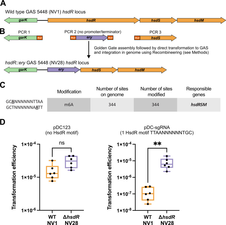 An illustration of steps to replace the hsdR gene with an erythromycin resistance cassette in the M1T1 GAS strain 5448, from the WT genomic organization of the hsdRSM locus in strain NV1, with graphs quantifying transformation efficacy, is featured.