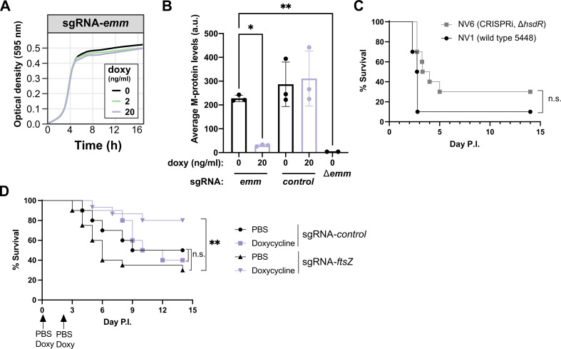 Graphs plot the relationship between doxycycline concentration and amount of M protein, and the survival of mice infected with different GAS strains.