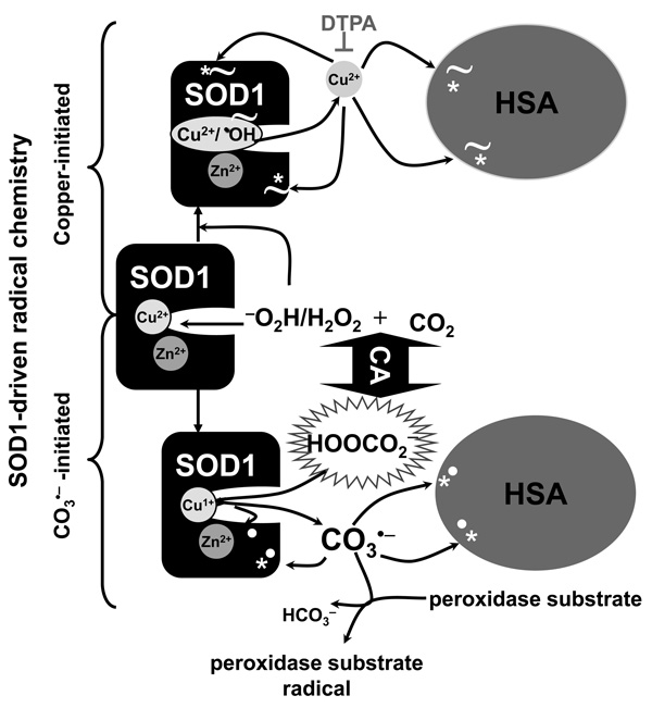 Scheme I