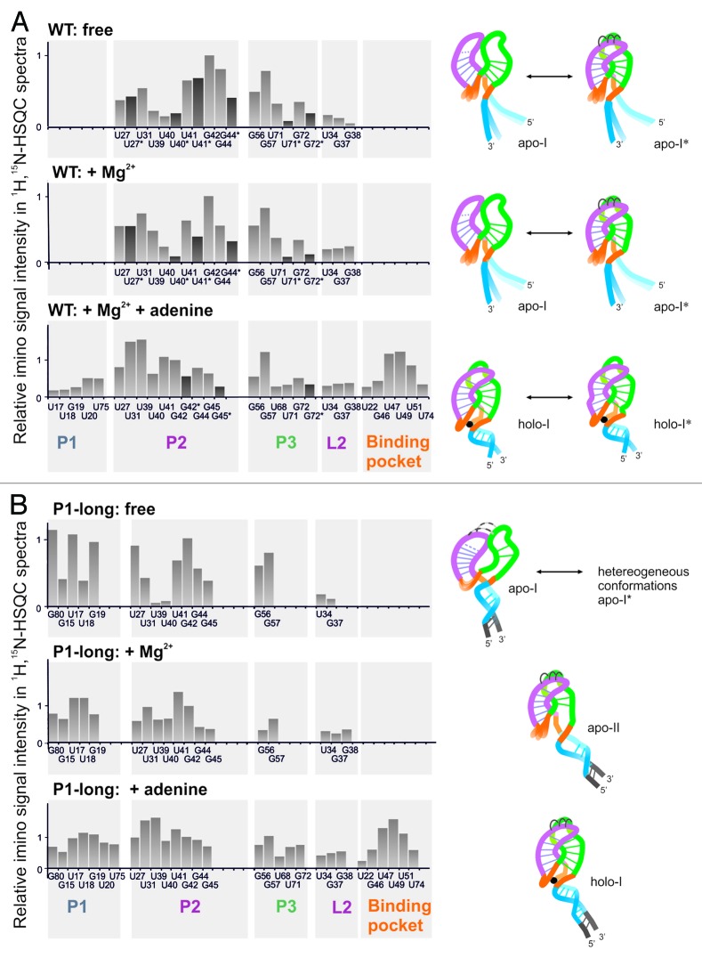 graphic file with name rna-11-655-g5.jpg