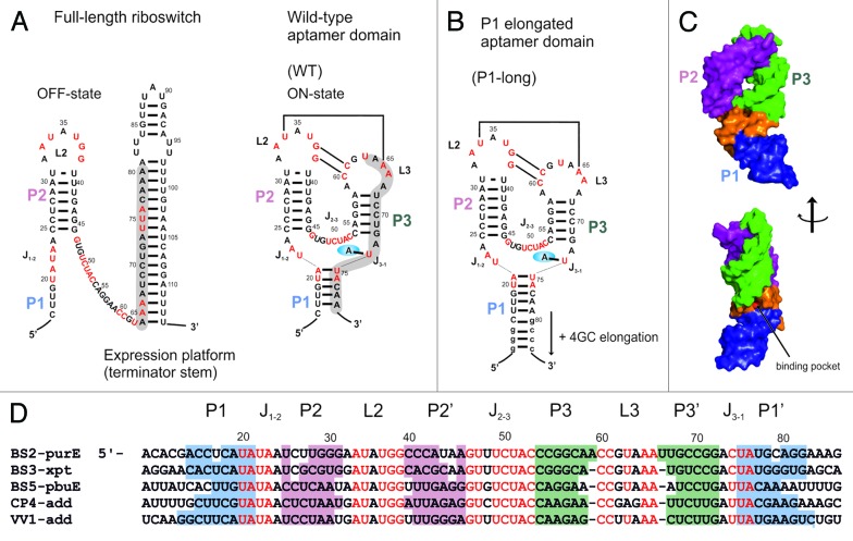 graphic file with name rna-11-655-g1.jpg