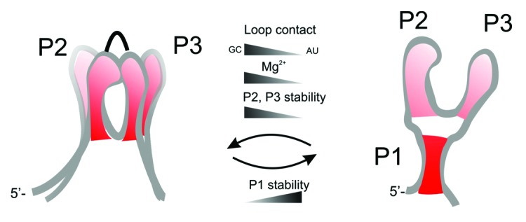 graphic file with name rna-11-655-g7.jpg