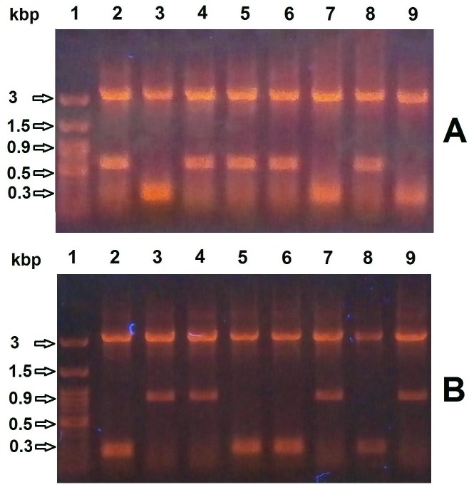 Fig 5