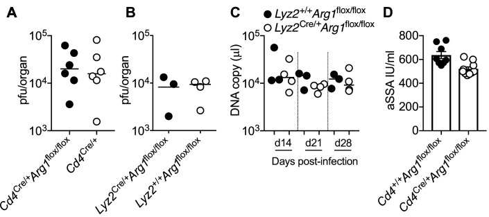 Figure 4—figure supplement 1.