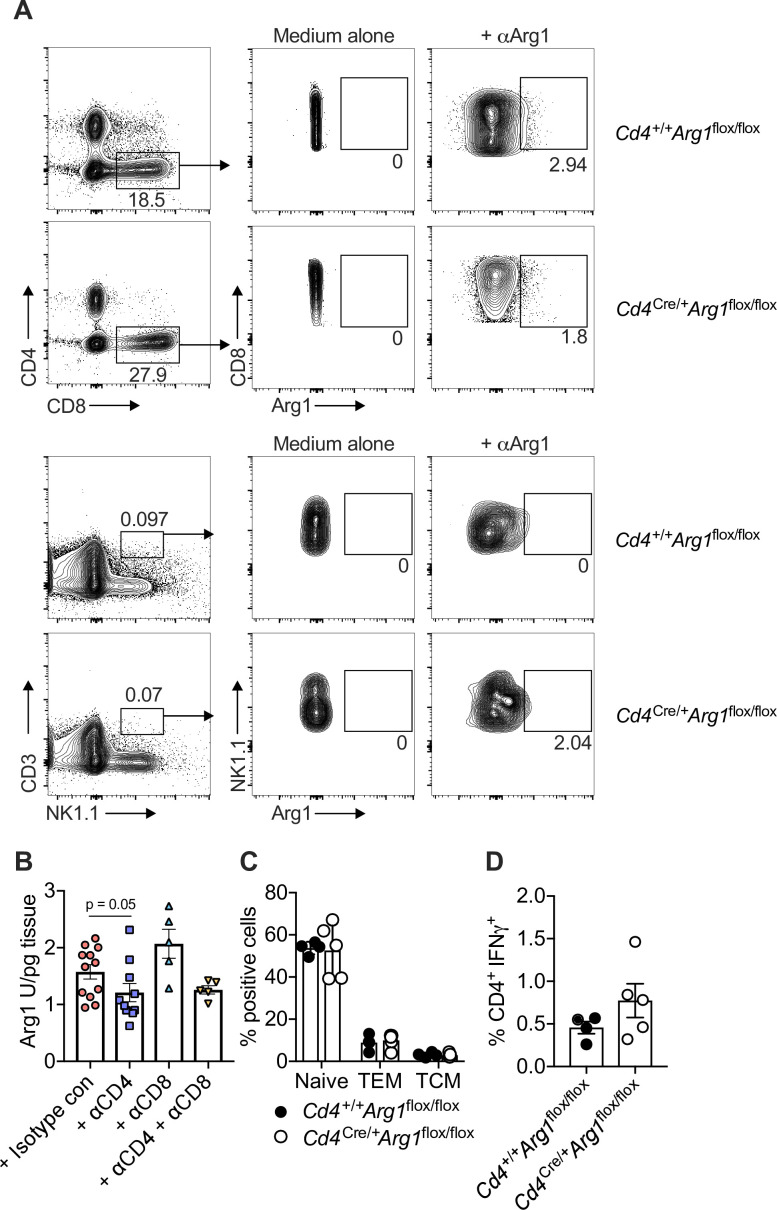 Figure 3—figure supplement 1.