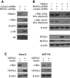 FIGURE 5: