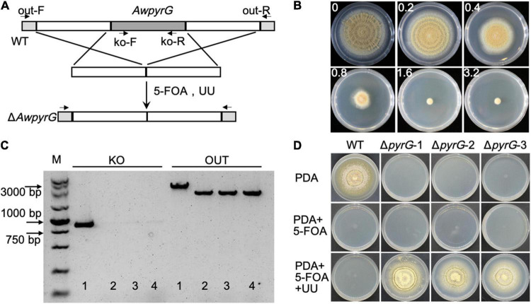 FIGURE 2