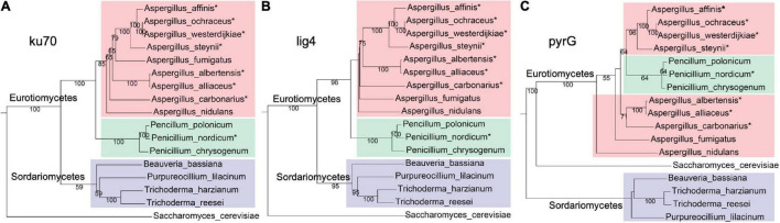 FIGURE 1