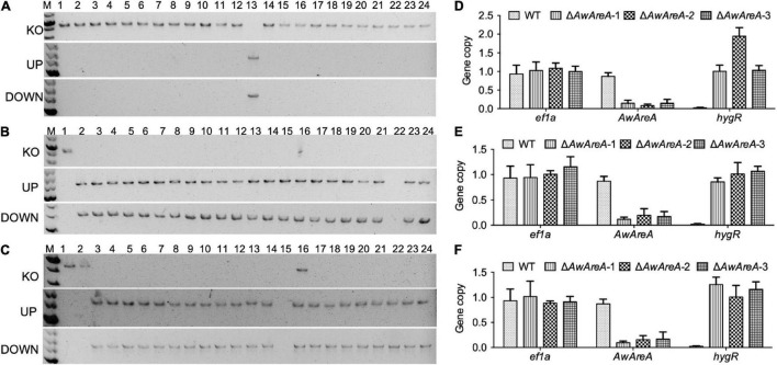 FIGURE 3