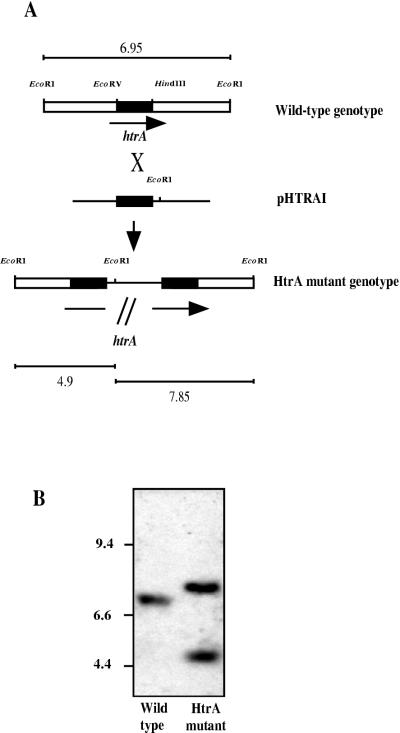 FIG. 1.