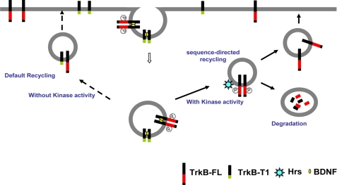 FIGURE 9.