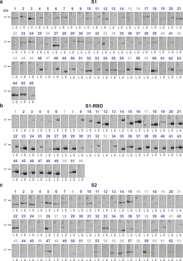 Figure 2—figure supplement 1.