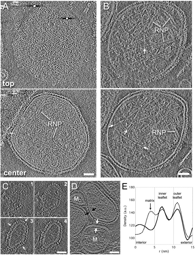 FIG 3 