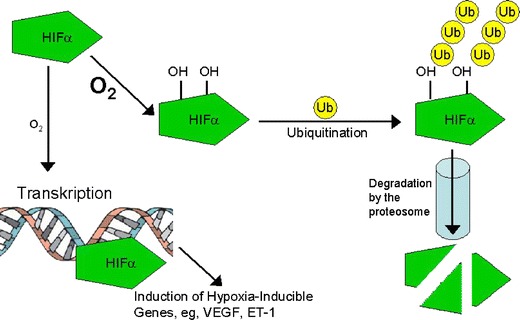 Fig. 6