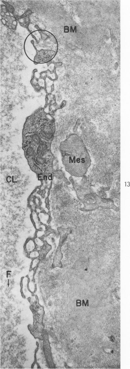 Fig. 13