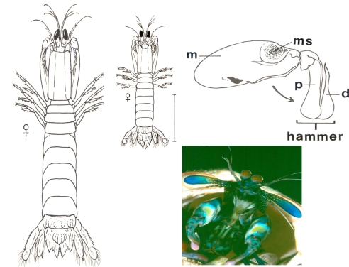 Fig. 1.