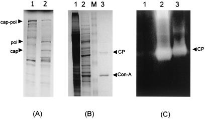 FIG. 1.