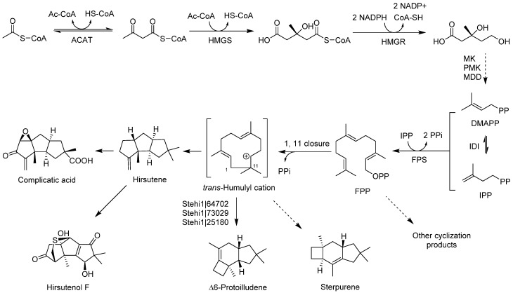 Scheme 25