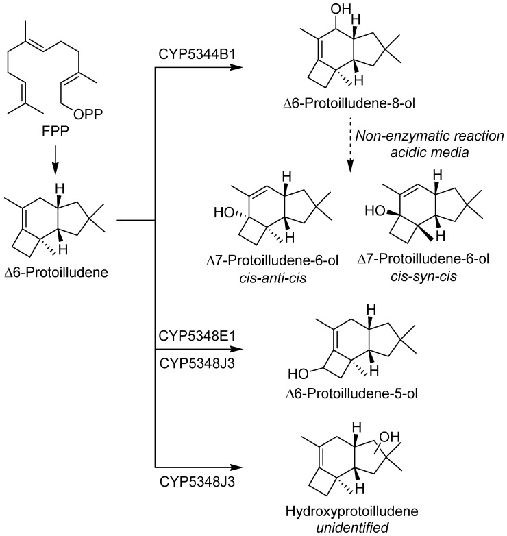 Scheme 27