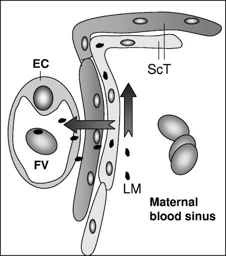 FIG. 5.