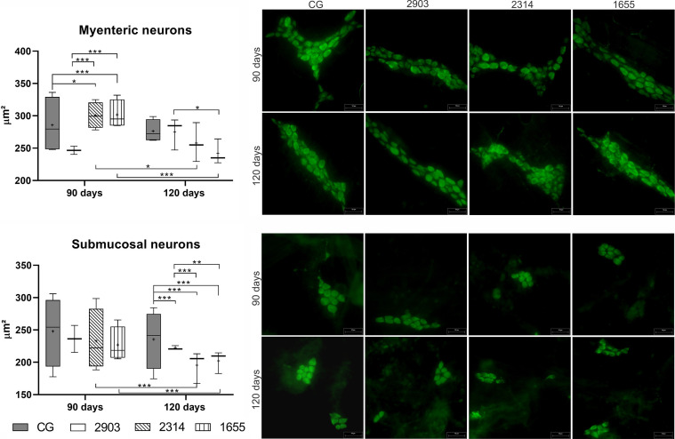 Figure 11