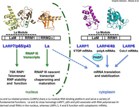 graphic file with name nihms884063u1.jpg