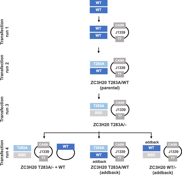 Figure 6—figure supplement 8.