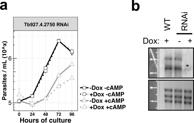 Figure 6—figure supplement 3.