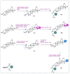 Scheme 6