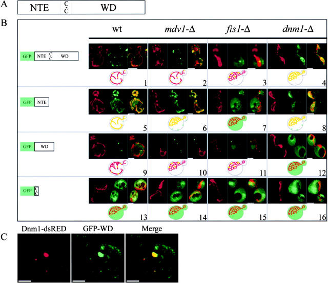 Figure 5.