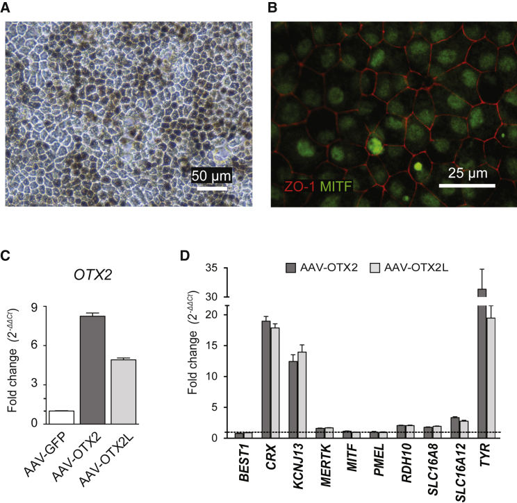 Figure 3