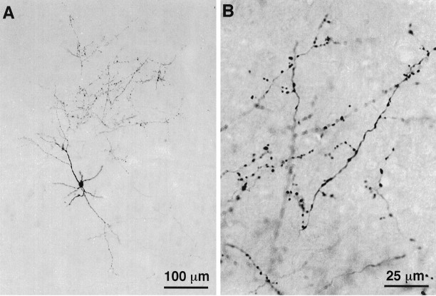 Fig. 12.