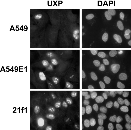 FIG. 10.