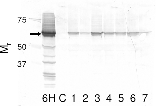 FIG. 1.