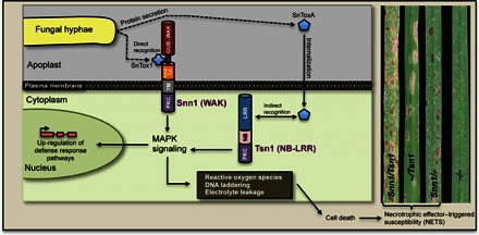 Fig. 4