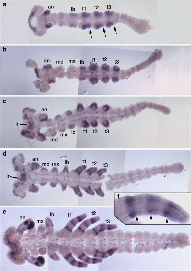 Fig. 2