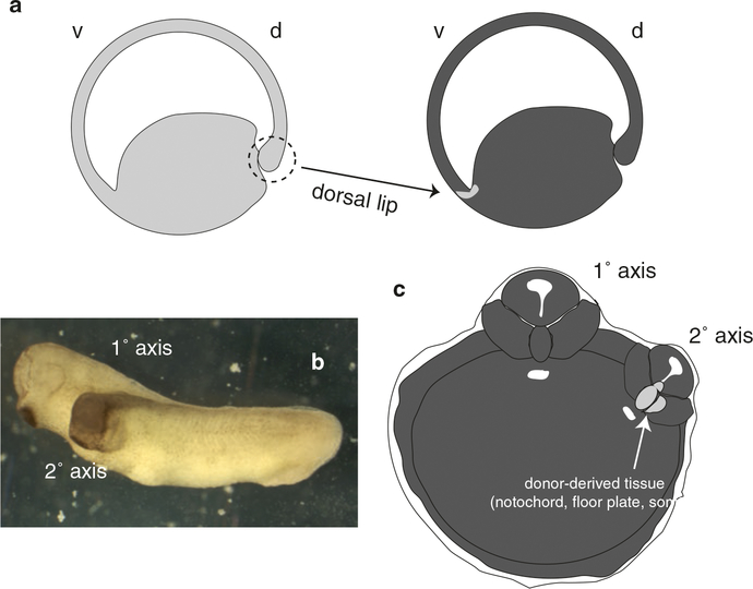 Fig. 10