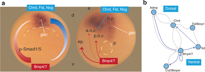 Fig. 11