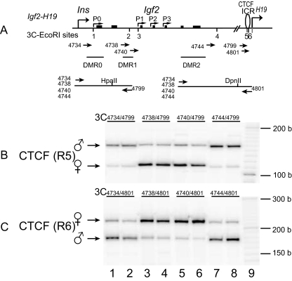 FIG. 1.