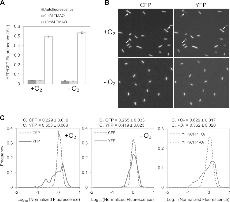 FIG 1