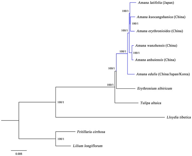 Figure 5