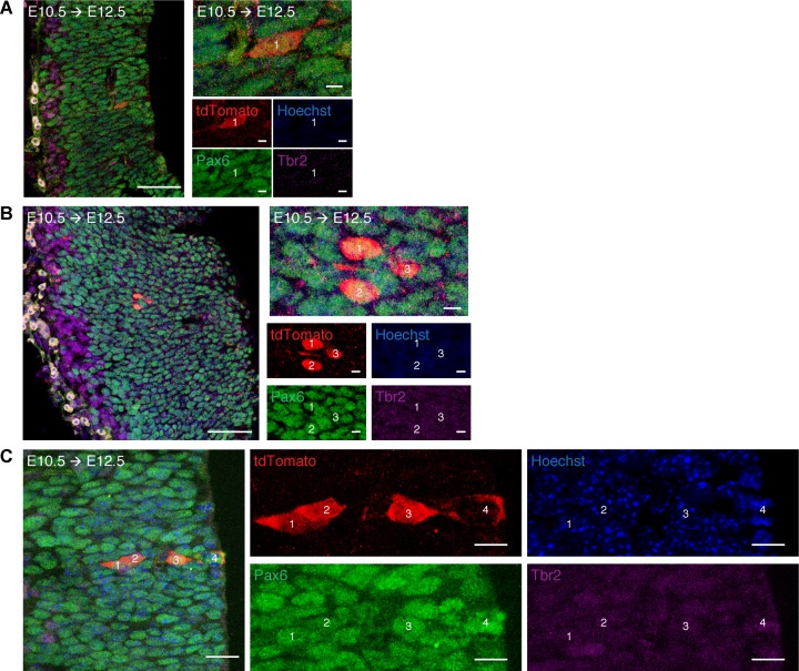 Figure 1—figure supplement 2.