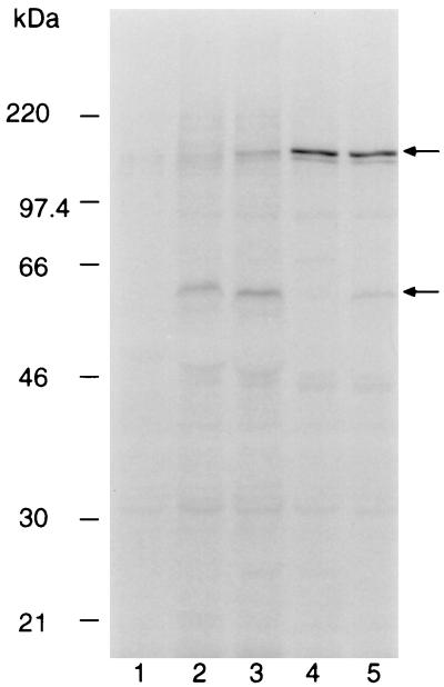 FIG. 5