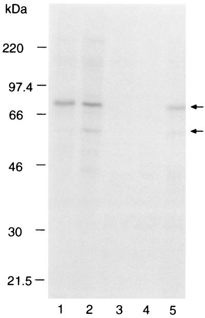 FIG. 8