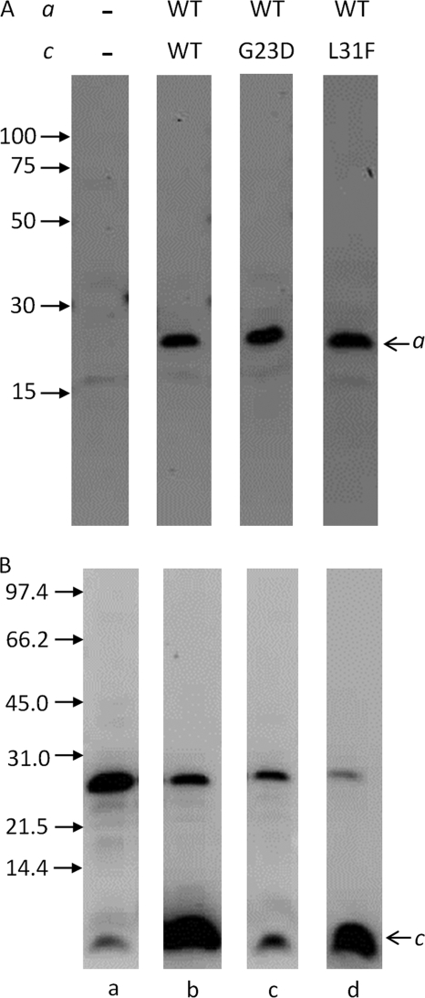 FIGURE 3.