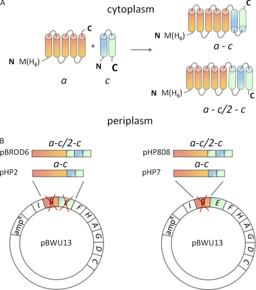 FIGURE 1.