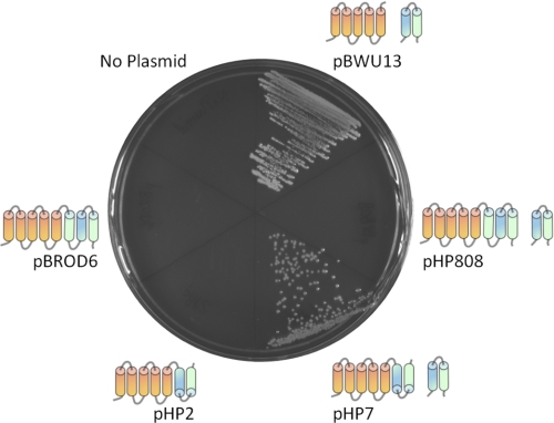 FIGURE 4.