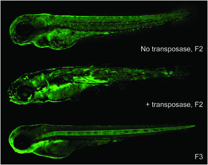 Figure 5.—